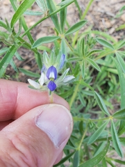 Lupinus kingii