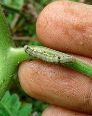 Helicoverpa armigera conferta