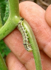 Helicoverpa armigera conferta