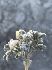 Astragalus tiehmii