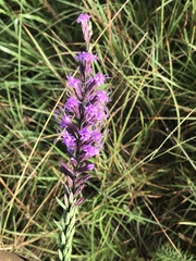Liatris acidota