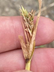 Cyperus schweinitzii