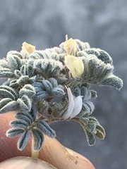 Astragalus tiehmii