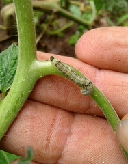 Helicoverpa armigera conferta