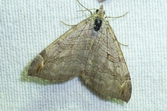 Aplocera efformata