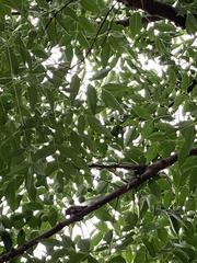 Cryptotympana facialis