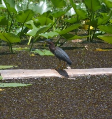 Butorides virescens image