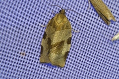 Choristoneura hebenstreitella