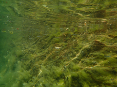 Ptychocheilus grandis