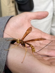 Megarhyssa macrurus icterosticta