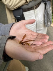 Megarhyssa macrurus icterosticta