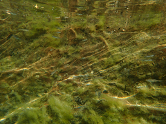 Ptychocheilus grandis