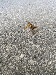 Megarhyssa macrurus icterosticta