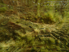 Ptychocheilus grandis