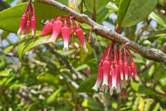 Satyria warszewiczii