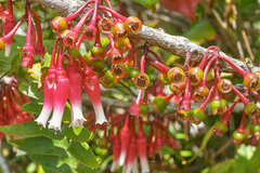 Satyria warszewiczii