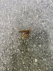 Megarhyssa macrurus icterosticta