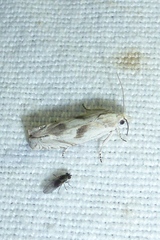 Eucosma metzneriana
