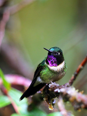 Heliangelus amethysticollis