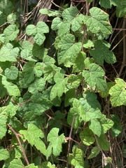 Vitis sinocinerea