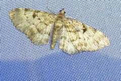 Eupithecia abietaria