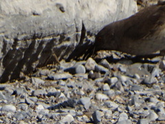 Toxostoma curvirostre