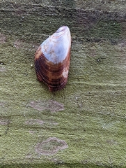 Brachidontes exustus