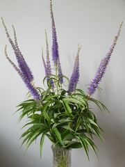 Veronicastrum sibiricum