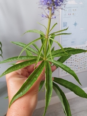 Veronicastrum sibiricum