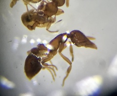 Strumigenys dietrichi