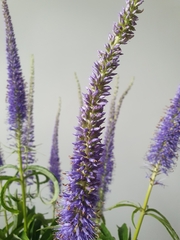 Veronicastrum sibiricum