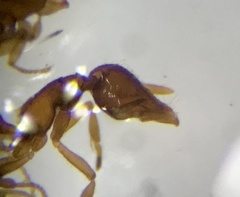 Strumigenys dietrichi