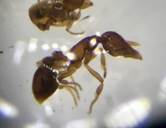 Strumigenys dietrichi