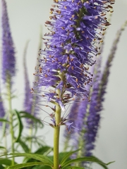Veronicastrum sibiricum