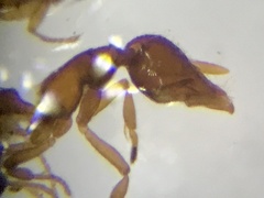 Strumigenys dietrichi