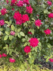 Rosa