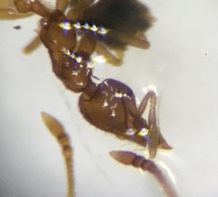 Strumigenys ornata