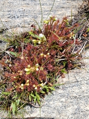 Drosera intermedia