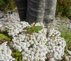 Barbitistes serricauda