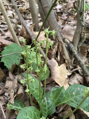 Pyrola americana