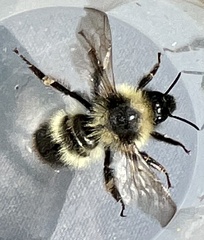 Bombus frigidus