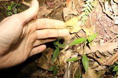 Aneilema acuminatum