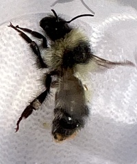 Bombus frigidus