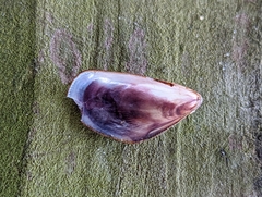 Brachidontes exustus