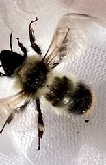 Bombus frigidus