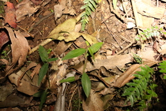 Aneilema acuminatum