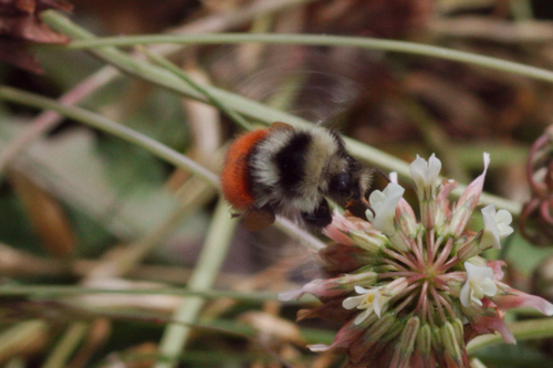 Bilberry Bumblebee