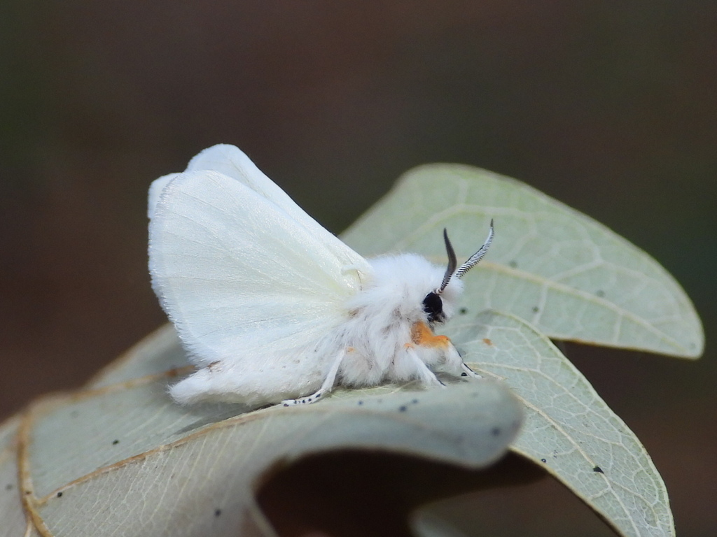 Fall Webworm Moth from Provincia di Varese, Italia on July 15, 2022 at ...