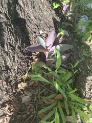 Tradescantia spathacea