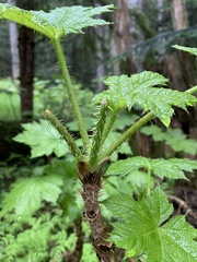 Oplopanax